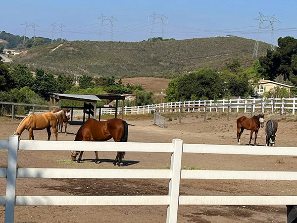 Horses on the Ranch