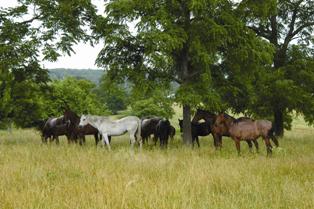 horses in pasture