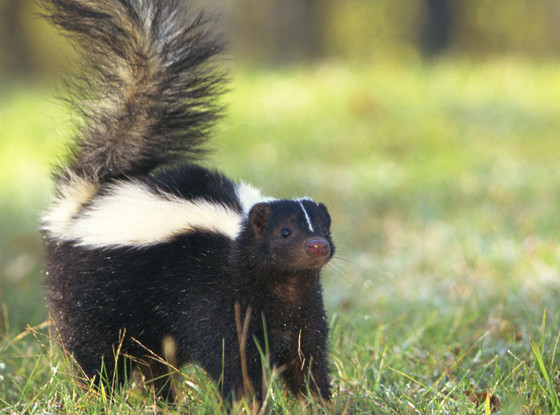 skunk